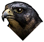 Falcon in-game icon